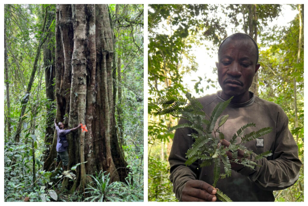 Tessmannia princeps ar putea fi cea mai veche specie de arbori din lume. Trăiesc chiar și 3000 de ani