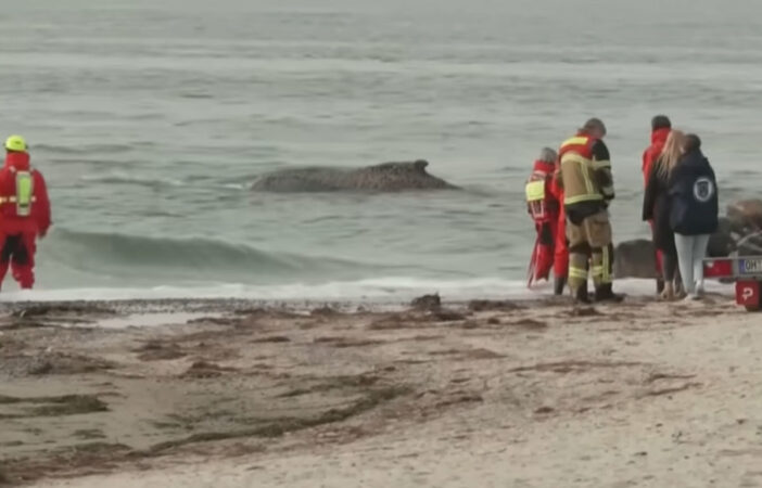 Cum ar putea fi salvată balena cu cocoașă, blocată în apele Mării Baltice!