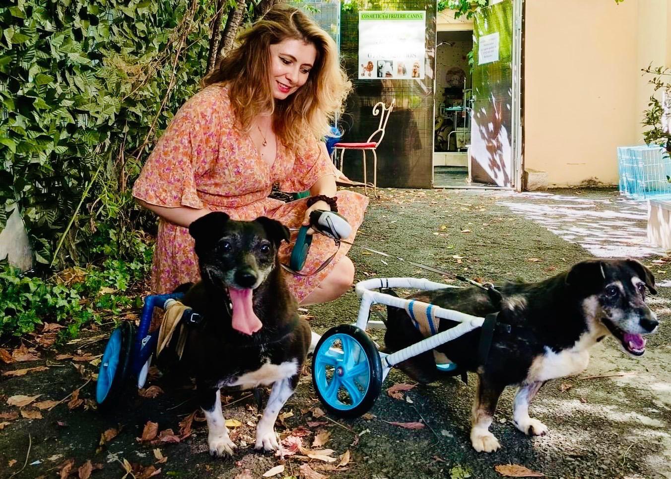Normele UE pentru protejarea câinilor și pisicilor, între speranță și realitate. Președinta unei asociații de protecție a animalelor a vorbit despre efectele noilor legi și despre limitele sistemului din România: „Amenzile sunt prea blânde, dar se fac pași”. EXCLUSIV