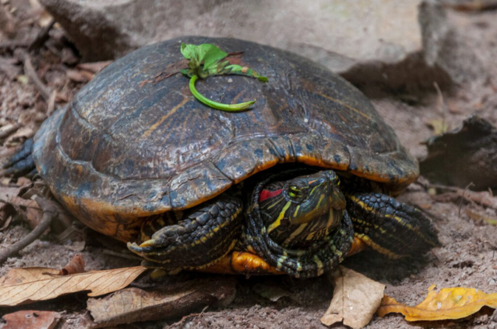 S-au găsit dovezi că reptilele pot avea emoții și stări de spirit