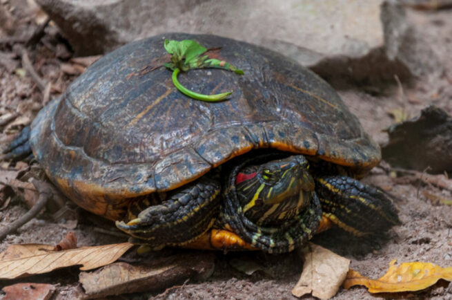 S-au găsit dovezi că reptilele pot avea emoții și stări de spirit