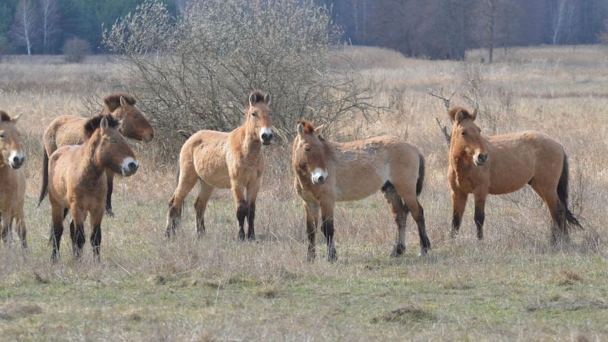 Cernobîl renaște neașteptat! Caii sălbatici din Mongolia trăiesc astăzi liberi în interiorul perimetrului contaminat