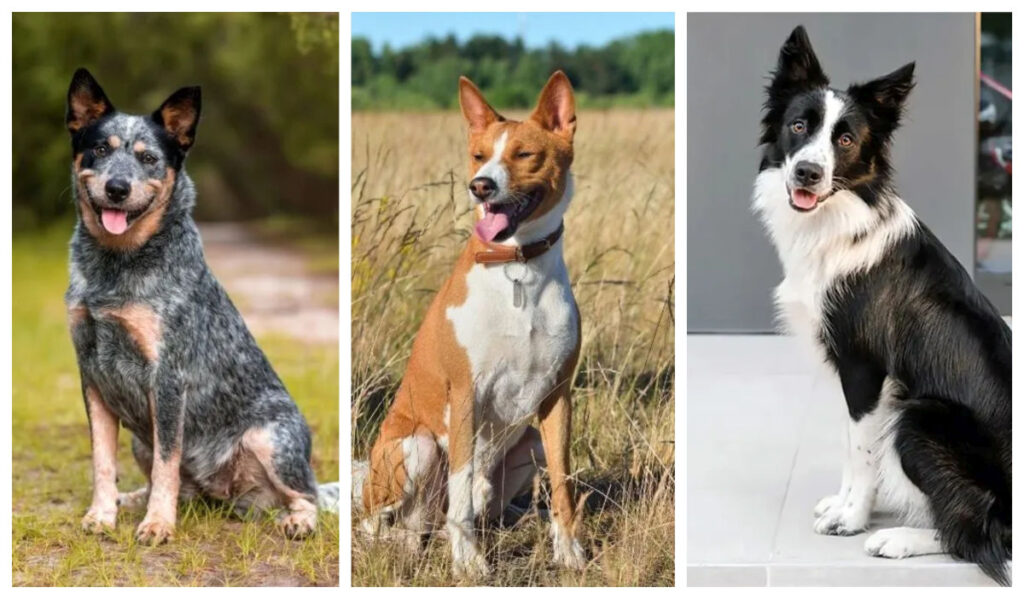 Câini rezistenți și ușor de întreținut. Rasele cu cea mai bună stare de sănătate
