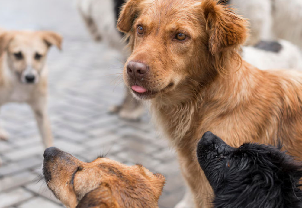 Bucureștiul își intensifică lupta cu câinii fără stăpân. Sute de animale adunate de pe străzi în doar trei luni