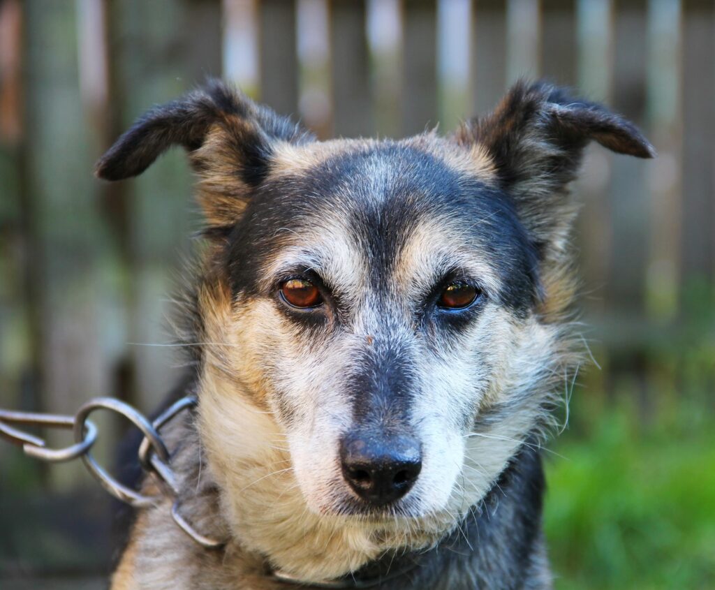 Un proiect de lege vrea să interzică ținerea câinilor în lanț. Asociația ASIPA din Cluj dezvăluie realitatea din teren și provocările care ar putea împiedica aplicarea: „Românii nu sunt foarte educați pe partea de responsabilitate față de animale”. EXCLUSIV