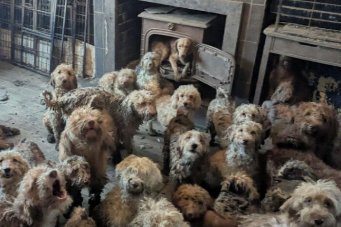 250 de câini, descoperiţi pe o proprietate din Marea Britanie! Din fericire, patrupezii au fost salvaţi la timp de autorităţi