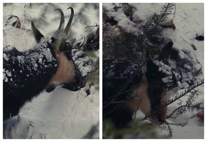 Imagini din Parcul Naţional Piatra Craiului! Mai multe capre negre, surprinse în timp ce se hrănesc
