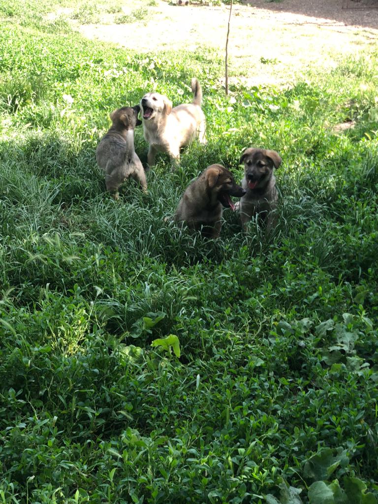 Câțiva dintre cățelușii aflați în adăpost.Sursa foto: arhivă personală