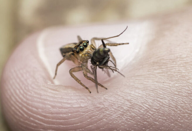 Care este cea mai dureroasă înțepătură din lume?
