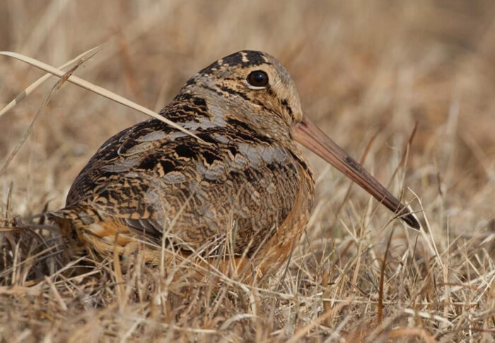 Care este cea mai lentă pasăre în zbor?