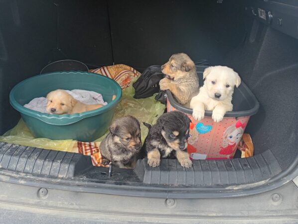 Lecție de empatie la școală: cinci cățeluși abandonați au fost salvați de elevi și adoptați de profesori