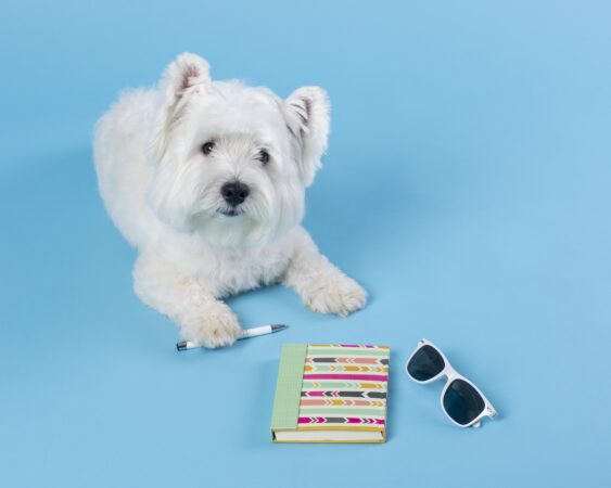 Câinii și longevitatea: cum ar putea patrupedele să ne ajute să trăim mai mult