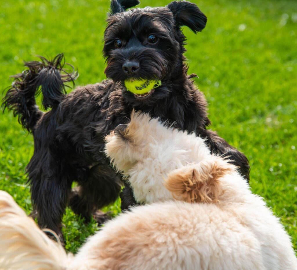 Deparazitarea externă incorectă poate pune în pericol viața animalului tău. Medicul veterinar explică diferența dintre metode și cum procedăm dacă identificăm o căpușă: „Trebuie prudență”. EXCLUSIV