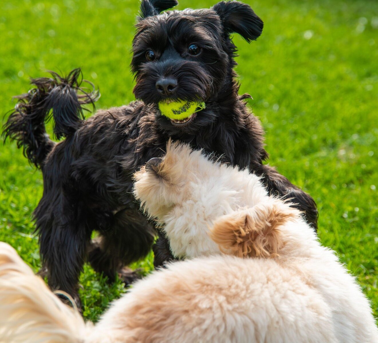 Deparazitarea externă incorectă poate pune în pericol viața animalului tău. Medicul veterinar explică diferența dintre metode și cum procedăm dacă identificăm o căpușă: „Trebuie prudență”. EXCLUSIV
