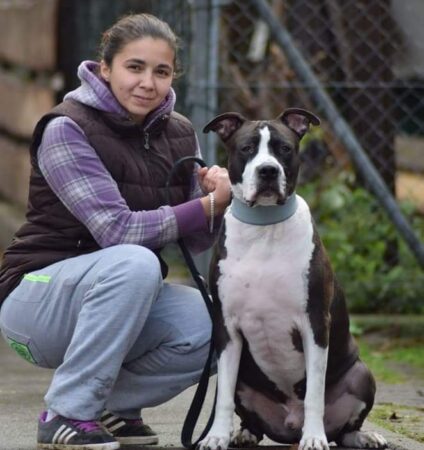 Dont Bully My Breed, un proiect care vrea să schimbe percepția despre rasele bull și să le salveze din adăposturi: „Sunt căței buni și nu au greșit cu nimic ca să fie ignorați”. EXCLUSIV