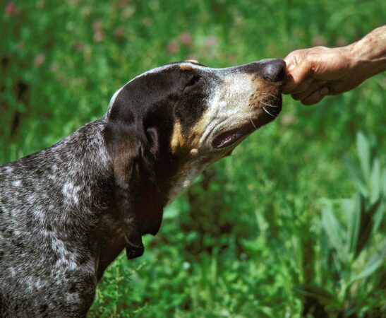Când începe dresajul câinelui și de ce nu este niciodată prea devreme. Andreea Vișan, de la Romland Kennel, a explicat ce trebuie să știe fiecare stăpân: „Orice câine poate fi dresat” EXCLUSIV