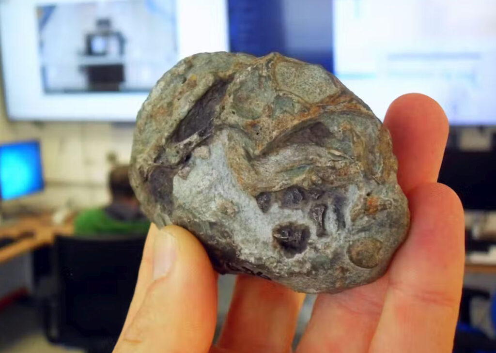 Descoperire revoluționară în Africa de Sud: cea mai veche fosilă de embrioni oferă dovezi clare că strămoșii timpurii ai mamiferelor se reproduceau prin ouă