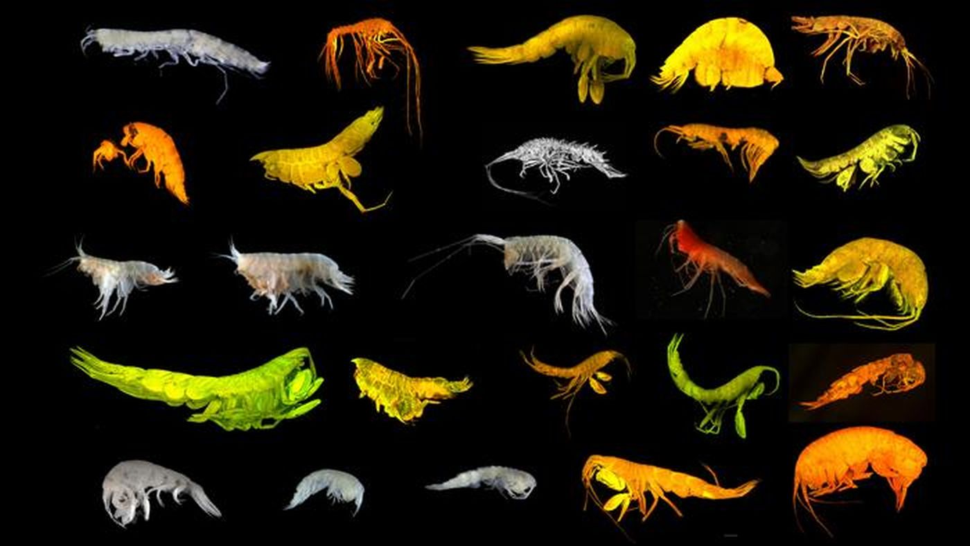 Descoperire majoră în Pacific: 24 de noi specii în adâncuri. foto National Oceanography Centre, Southampton