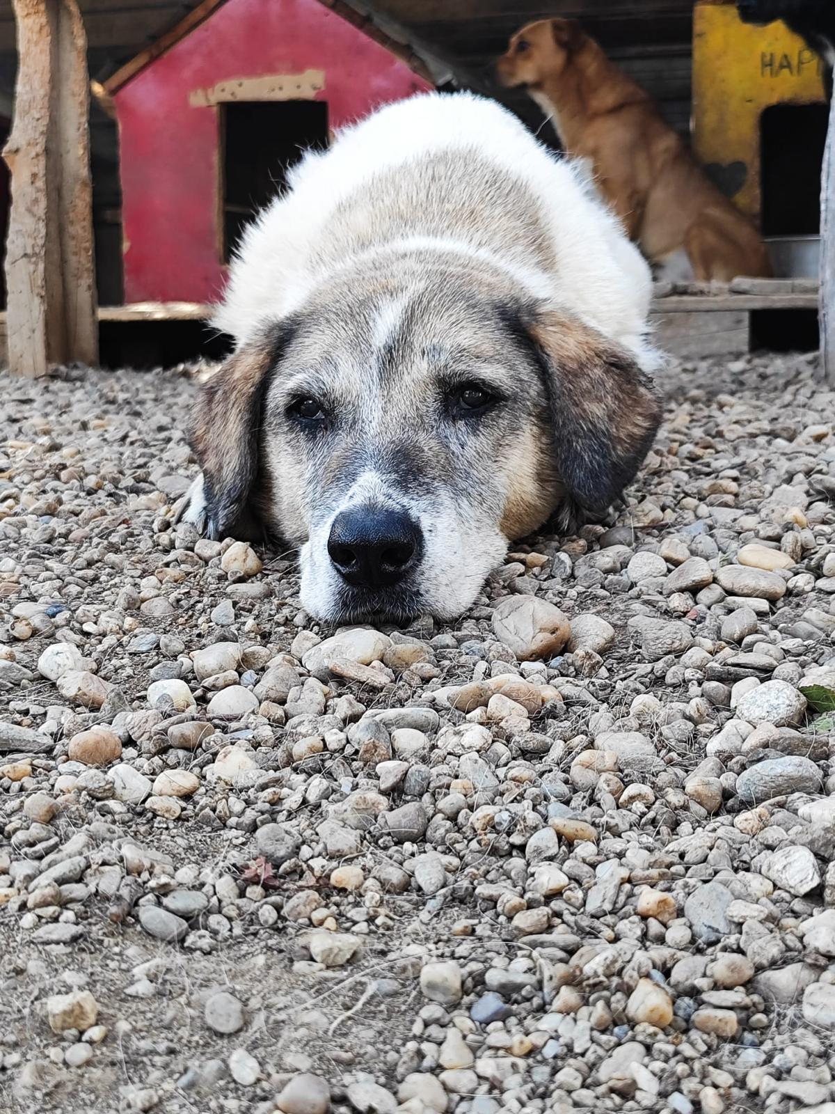 De 20 ani, Gizmo este iubit și îngrijit de Carmina.Sursa foto: arhivă personală