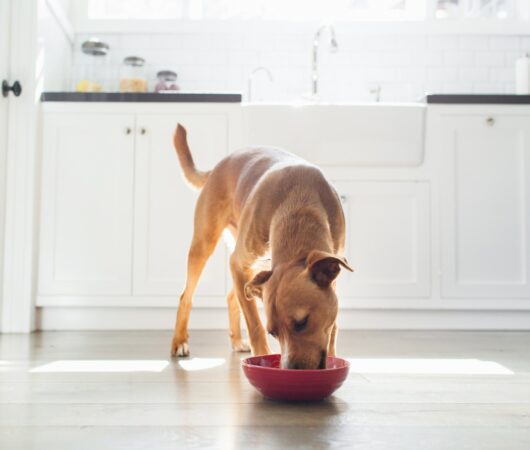 Cum ajustăm hrana animalului de companie primăvara. Medicul veterinar Nicola Călin: „Trebuie scăzută rația alimentară” EXCLUSIV