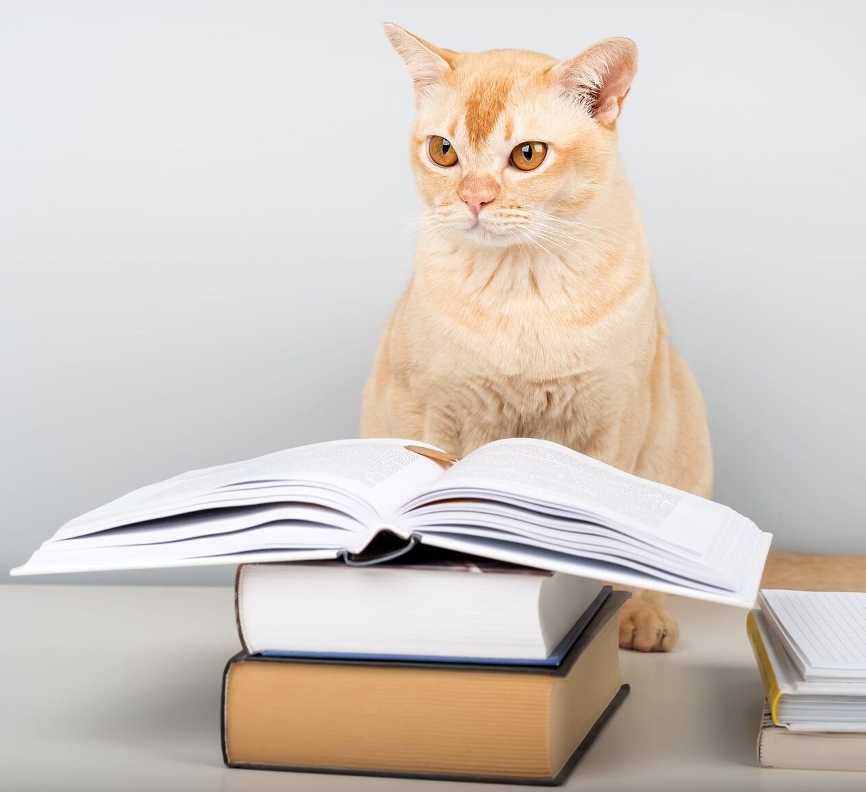 Cât de inteligente sunt pisicile, de fapt? Descoperă comportamentele zilnice care arată cât de bine învață, observă și se adaptează. Imagine reprezentativă. Sursa foto: Stock Budget / Profimedia