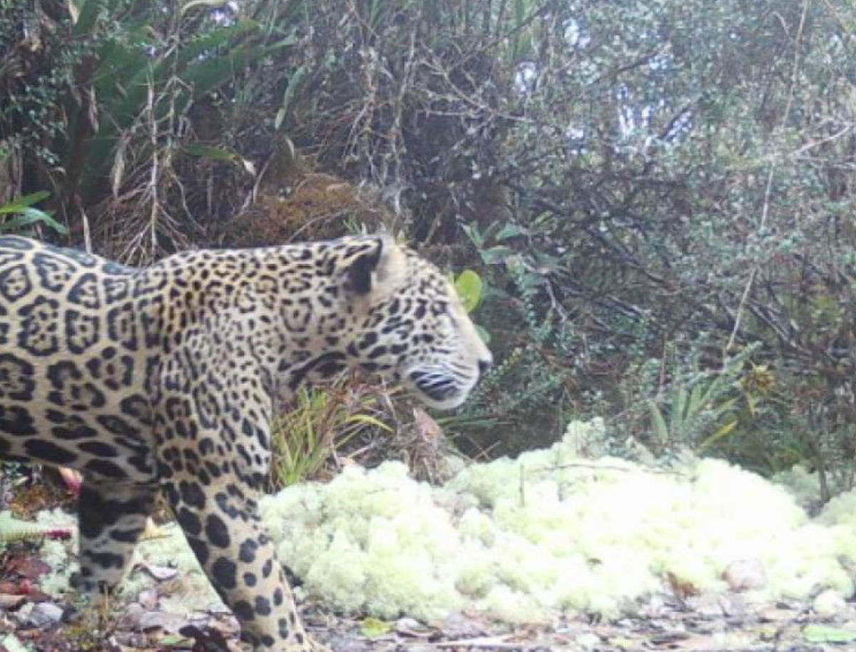 „Jaguarul norilor” a reapărut după aproape un deceniu! Apariție spectaculoasă la mare altitudine în Honduras