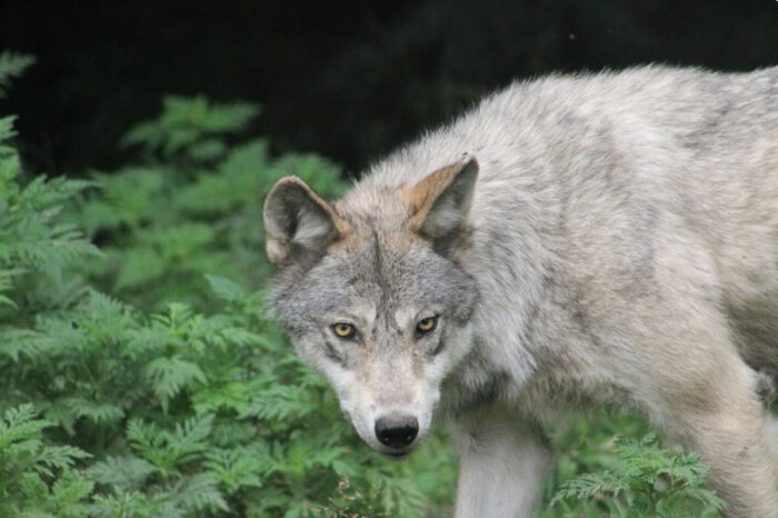 Alertă în Coreea de Sud: un lup a evadat de la o grădină zoologică și a paralizat un oraș întreg