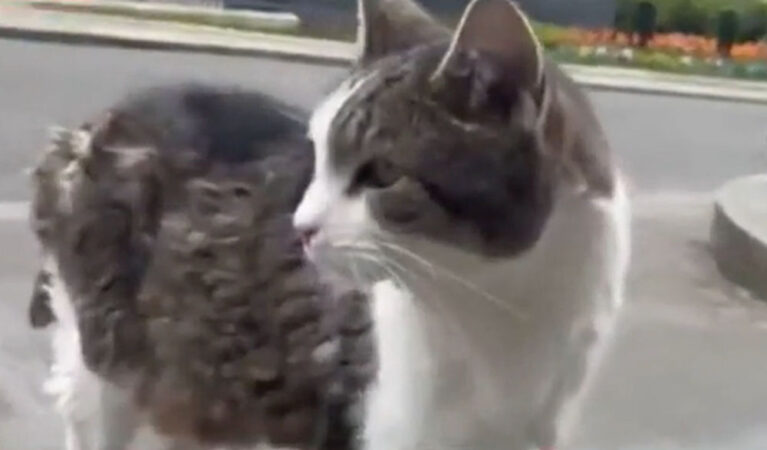 Motanul Larry, celebru pe Downing Street, a prins un șoarecele în timpul discursului lui Keir Starmer