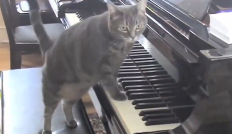 Nora, pisica celebră care cânta senzațional la pian! Un dirijor lituanian a compus o piesă muzicală special pentru ea, intitulată „CATcerto”