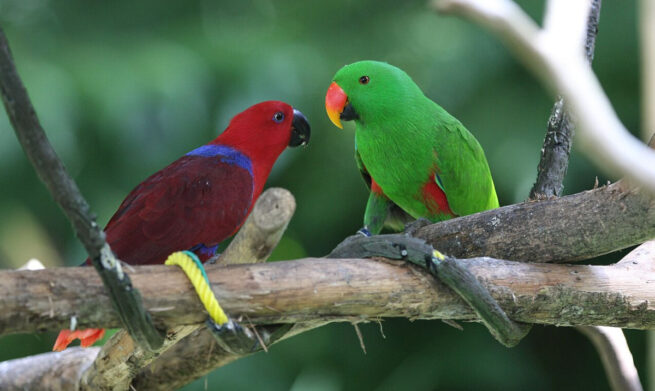 Curiozități fascinante despre papagalii eclectus. Cum ajunge femela să fie hrănită de mai mulți masculi?