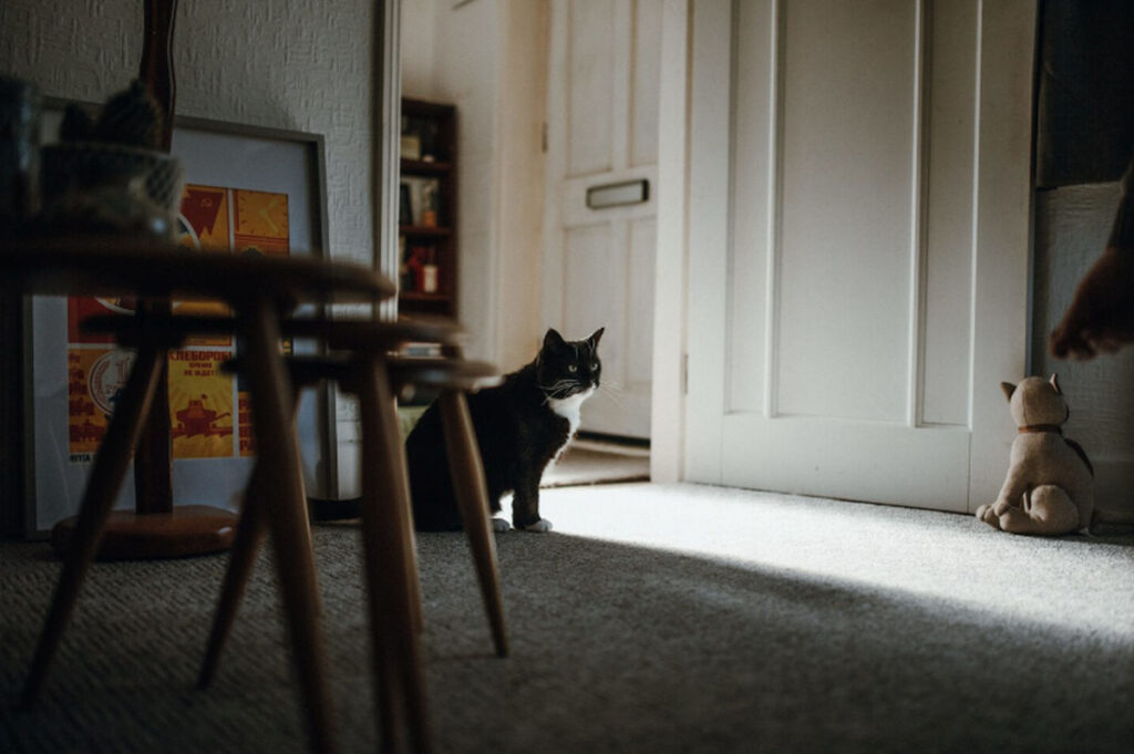 De ce intră pisicile în camere goale și miaună insistent? Explicația surprinzătoare oferită de specialiști