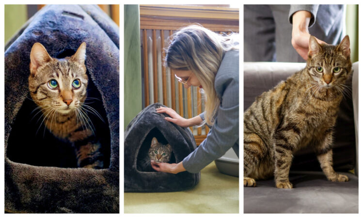 Ea este Leia, pisica salvată dintr-un caz grav și adoptată de Ministerul Mediului! Felina este noua „locatară” a instituției