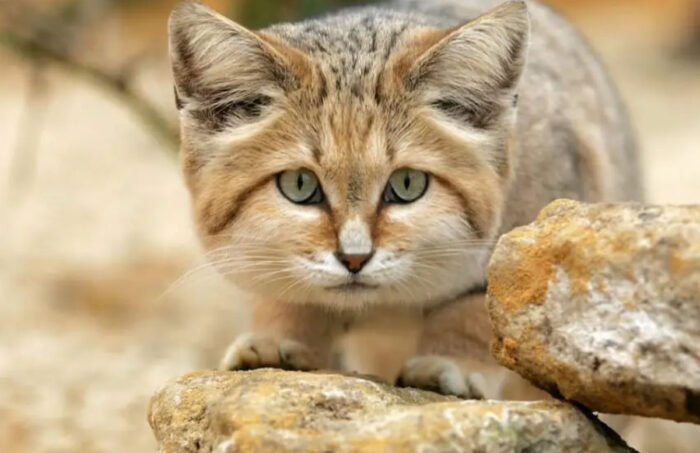 Singura specie de pisică care latră ca un câine