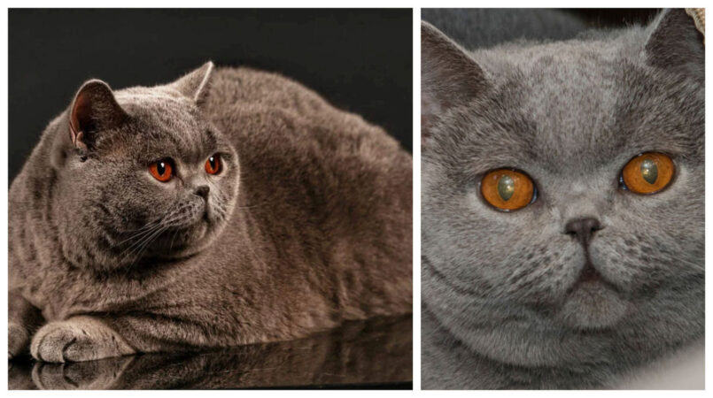 Pisica Kira Kiralina, supranumită „ursoaica de Bucovina”, cucerește din nou titlurile internaționale