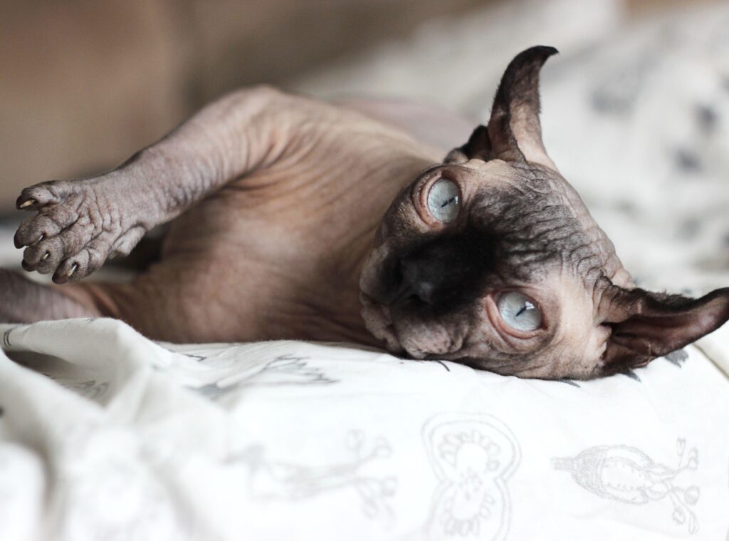 Pisica Sphynx: ce trebuie să știi despre genetică, îngrijire și costuri. Sursa foto: Cavan Images, Cavan Images / Alamy / Profimedia