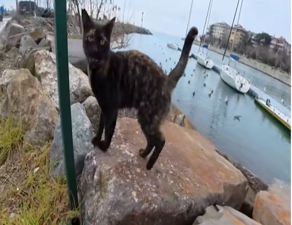 Viralul zilei | Pisica „extrem de guralivă” care a topit internetul. Micuța felină nu se mai sătura de afecțiune