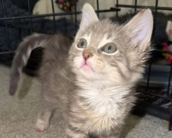 Un pui de pisică a fost salvat dintr-un recipient plin cu adeziv! Metoda surprinzătoare care i-a redat șansa la viață