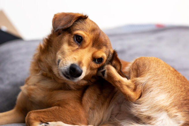 De ce se scarpină excesiv câinii și pisicile – cauze ascunse și remedii