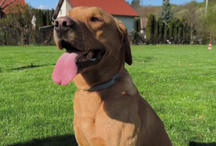 Performanță istorică în România! Tobi, primul câine de intervenție capabil să salveze vieți în misiuni internaționale, zi și noapte