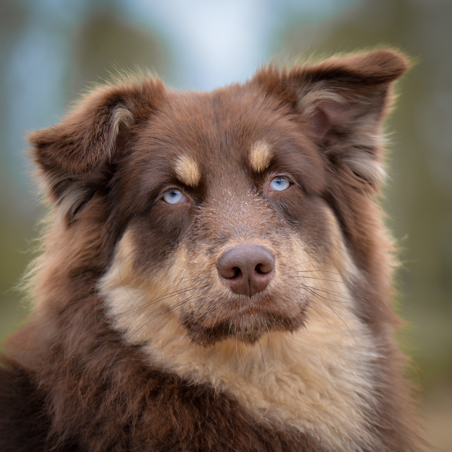Cele mai impresionante variante de culoare întâlnite la Australian Shepherd. foto: pixabay.com