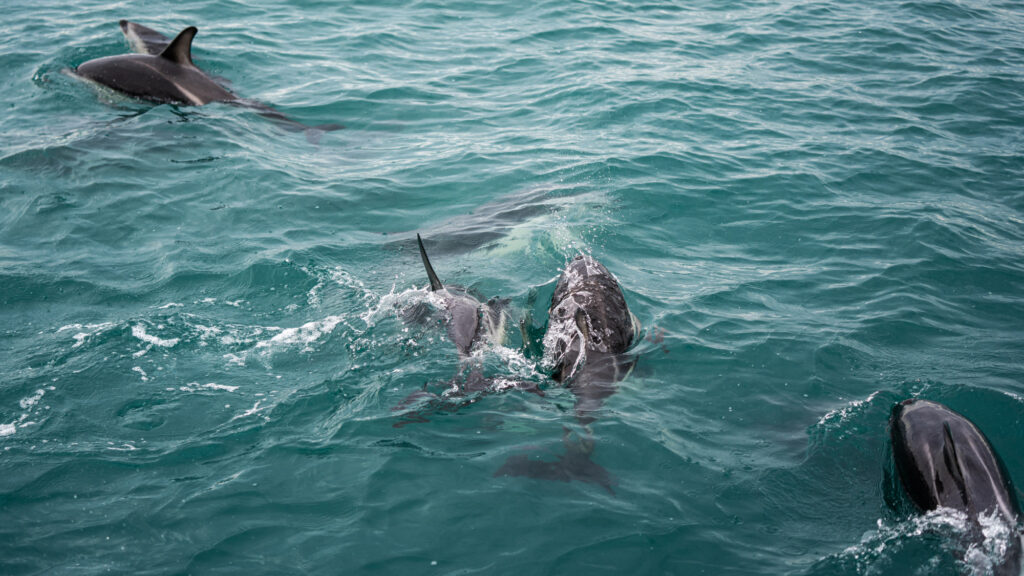 Delfinii care au salvat oameni de rechin au devenit celebri după un incident real petrecut în Noua Zeelandă, care continuă să fascineze și astăzi. Foto: Magnific.com