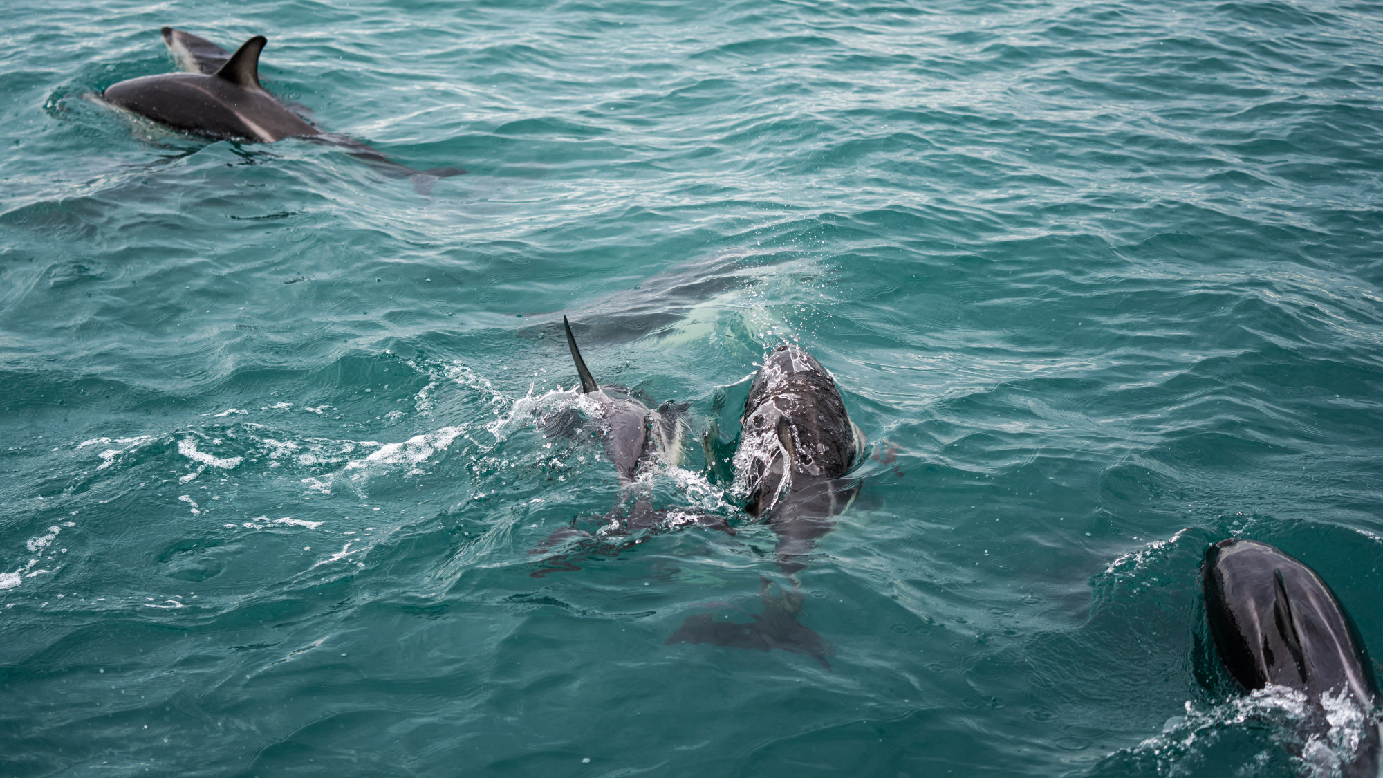 Delfinii care au salvat oameni de rechin au devenit celebri după un incident real petrecut în Noua Zeelandă, care continuă să fascineze și astăzi. Foto: Magnific.com