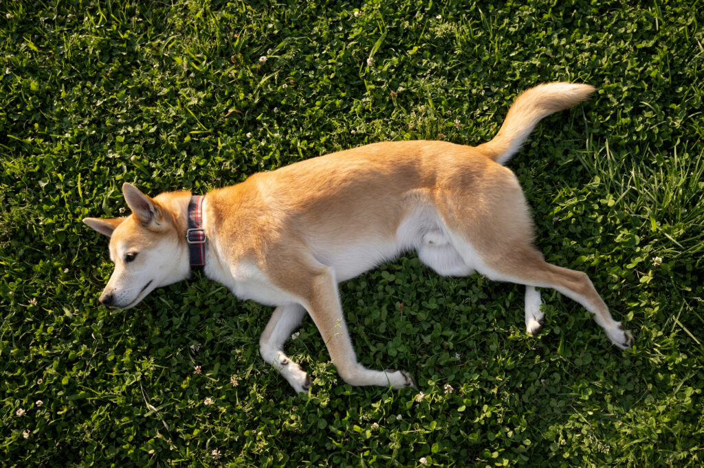 Un câine care miroase a vegetație, cadavru sau noroi poate fi mai puțin ușor de identificat în natură. Foto: Magnific.com
