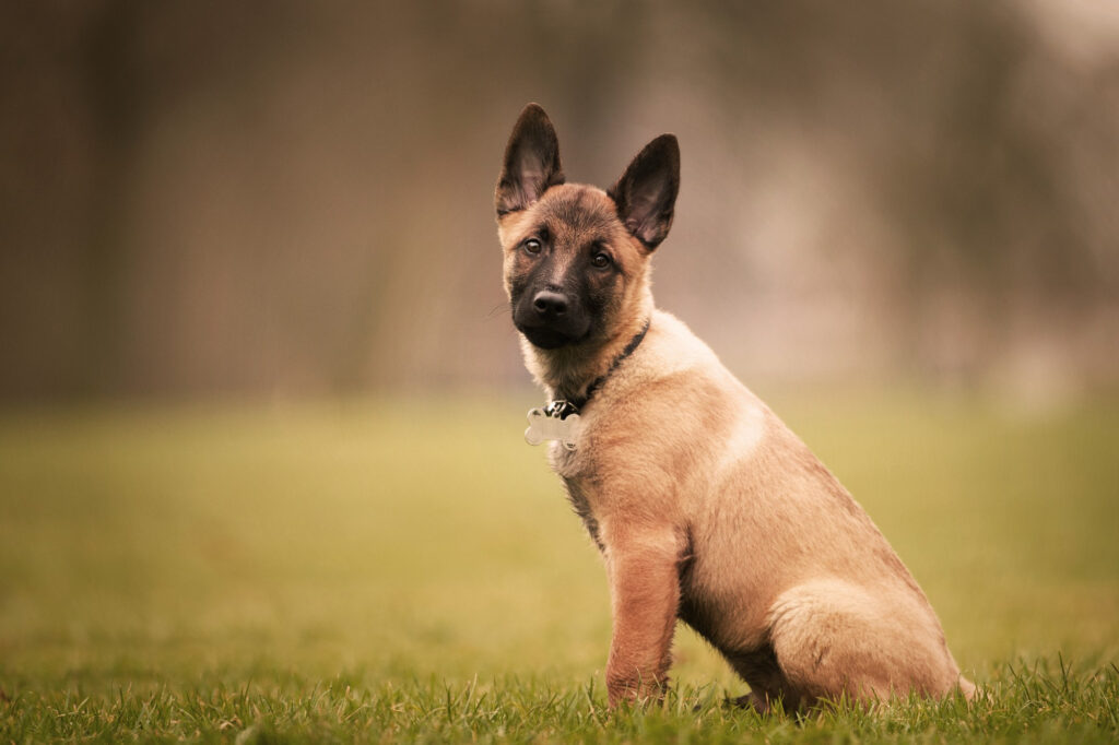 Potrivit cercetării, rasa care a obținut cele mai bune rezultate este Ciobănescul Belgian Malinois. Foto: Magnific.com