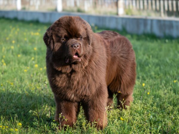 9 rase rare și impresionante de câini uriași pe care merită să le iei în considerare