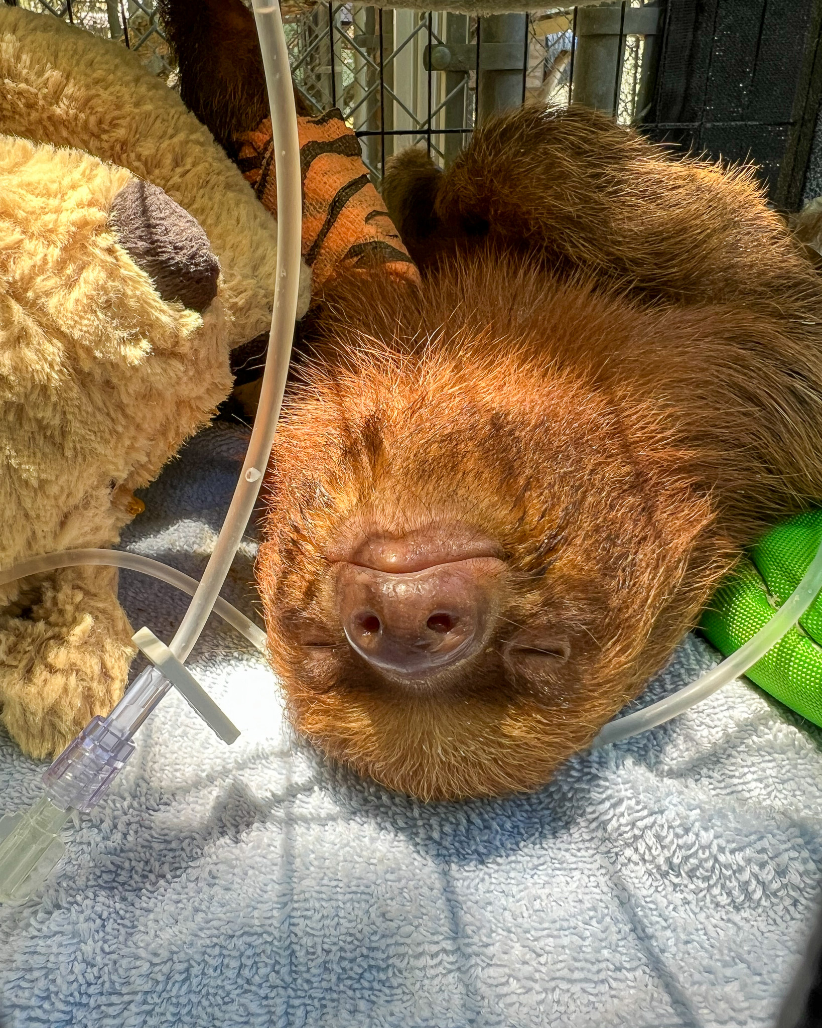 Dumpling a luptat 11 zile pentru viața lui și medicii s-au chinuit să îl salveze. Foto: Facebook @Central Florida Zoo & Botanical Gardens