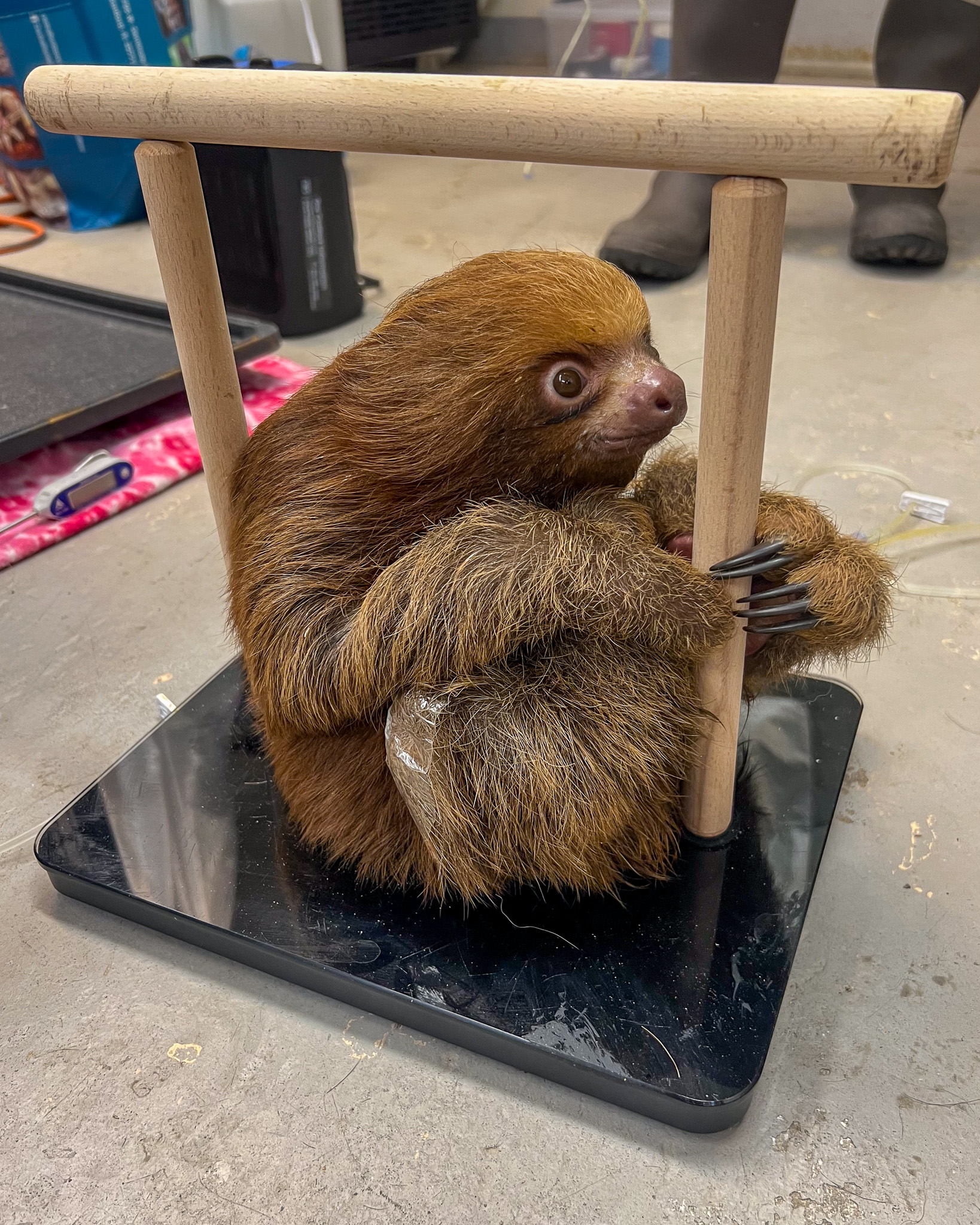 Animalele urmau să fie expuse la Sloth World Orlando. Foto: Facebook @Central Florida Zoo & Botanical Gardens