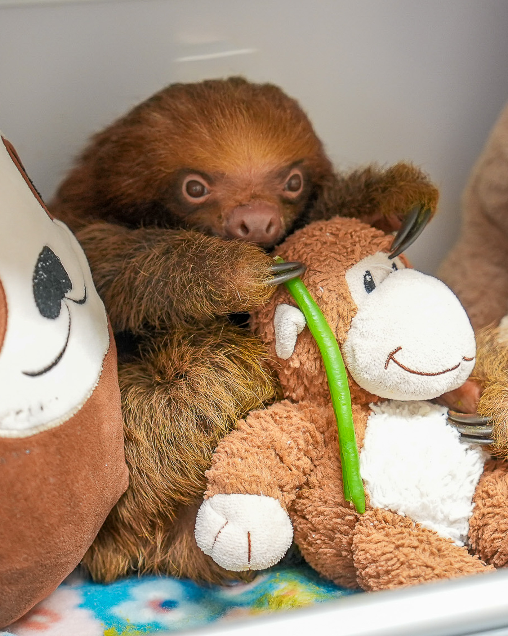 Cazul a atras atenția autorităților și a readus în prim-plan controversele legate de Sloth World Orlando. Foto: Facebook @Central Florida Zoo & Botanical Gardens