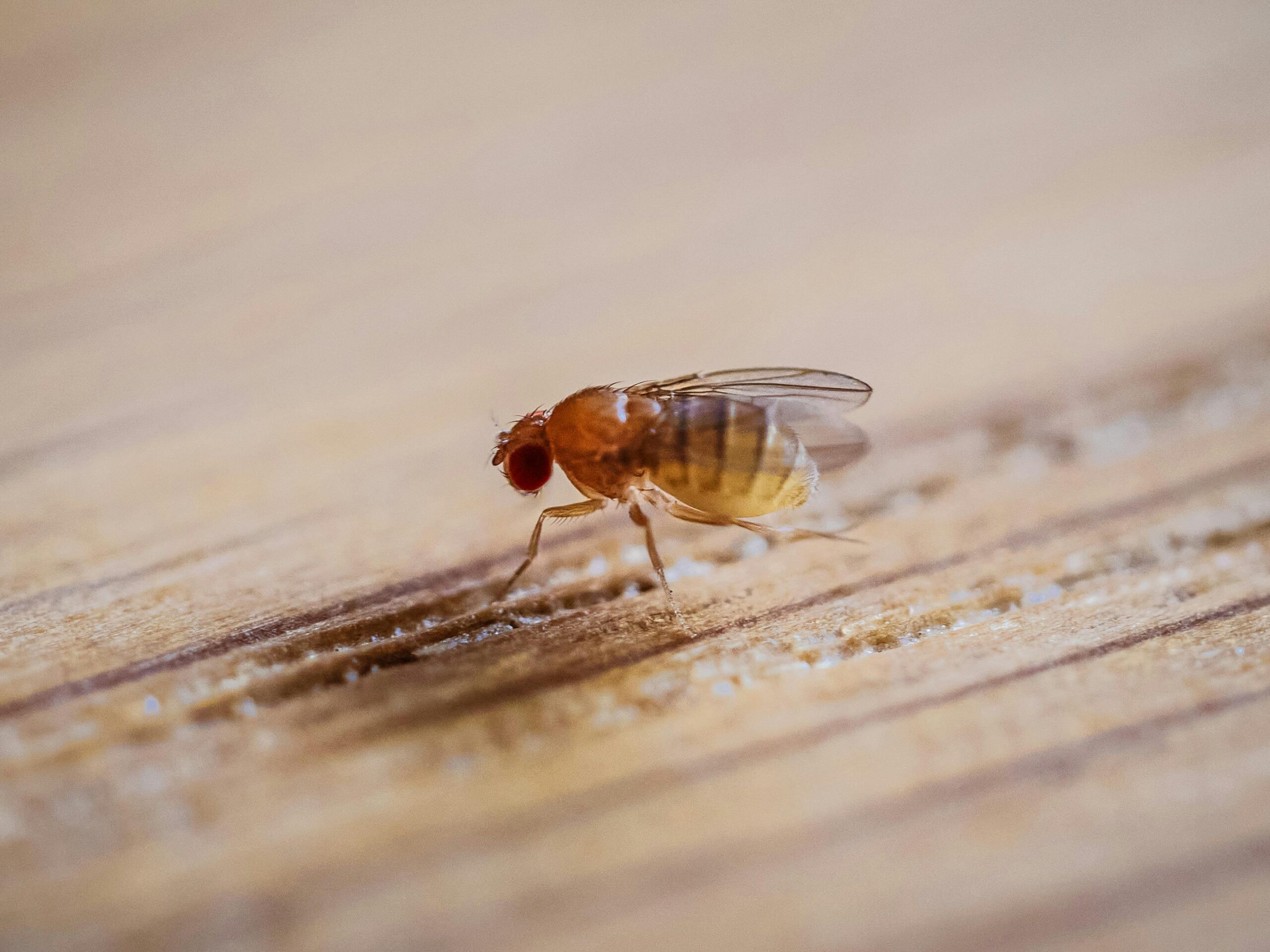 Femelele de musculițe de fructe devin mai puțin selective în alegerea partenerului după consumul de alcool. Foto: pexels.com