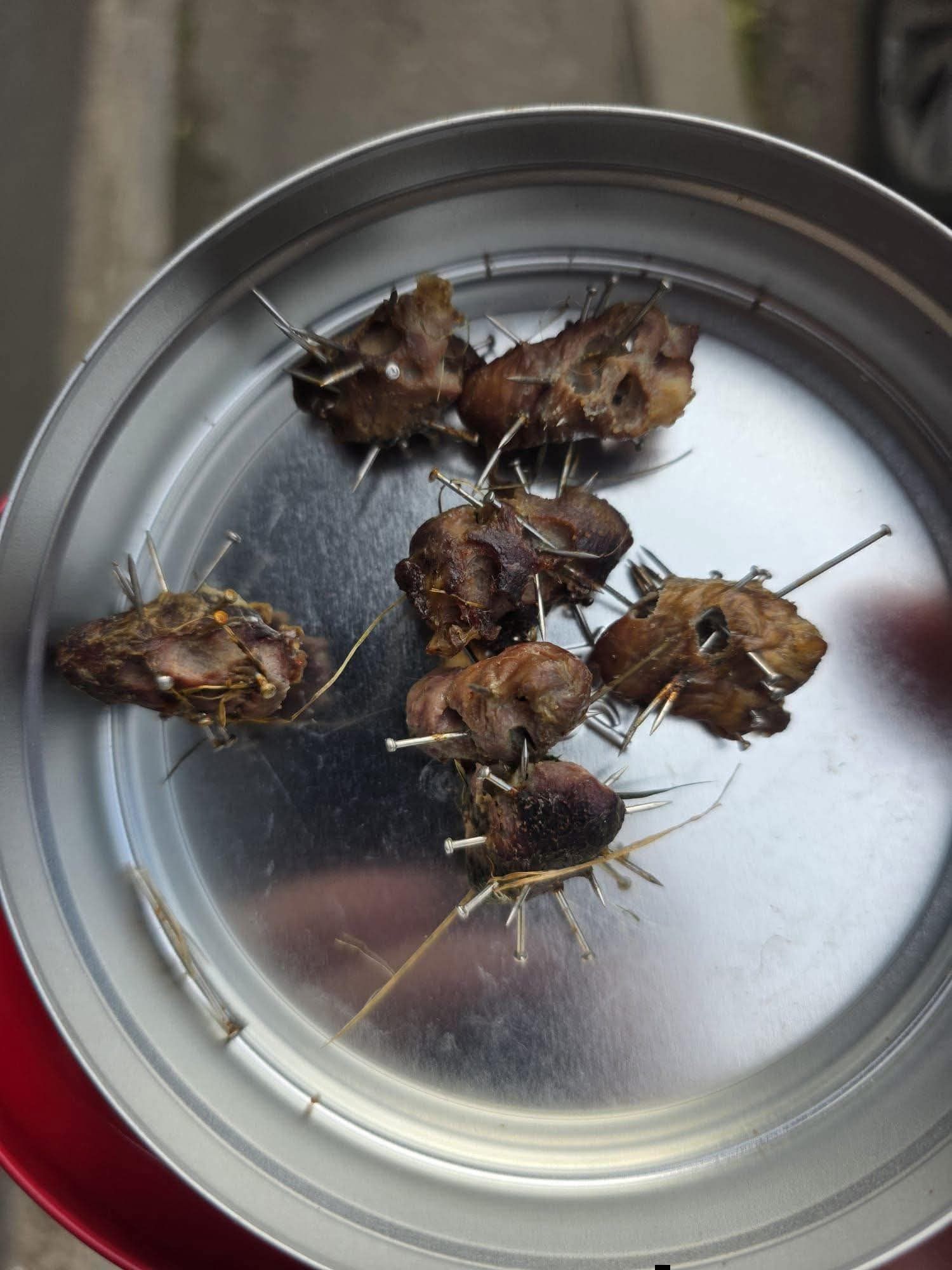 O femeie a găsit într-o zonă verde din oraș o bucată de carne în care erau înfipte mai multe cuie ascuțite. Foto: Facebook